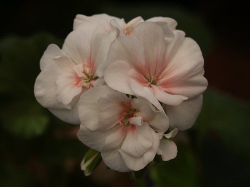 Jewel - Zonalpelargoner.